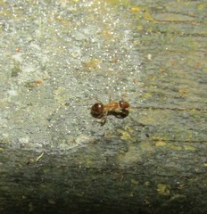 Prolasius advena