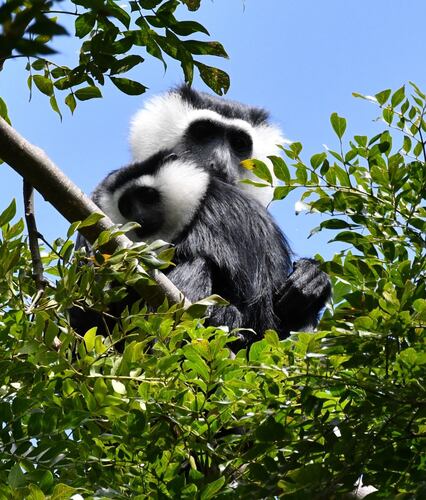 White-thighed Colobus