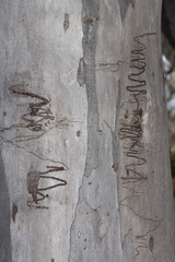Eucalyptus rossii