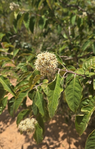 Vismia brasiliensis, photograph 2