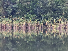 Montrichardia linifera