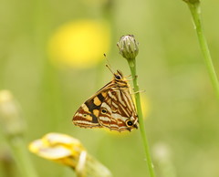 Oreixenica kershawi