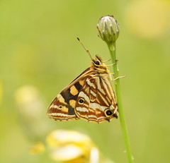 Oreixenica kershawi