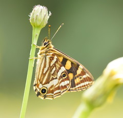 Oreixenica kershawi