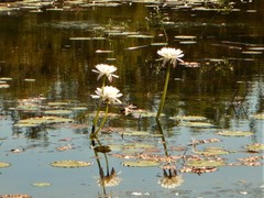 Nymphaea hastifolia