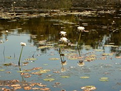 Nymphaea hastifolia