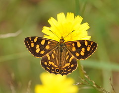 Oreixenica kershawi