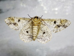 Biston suppressaria