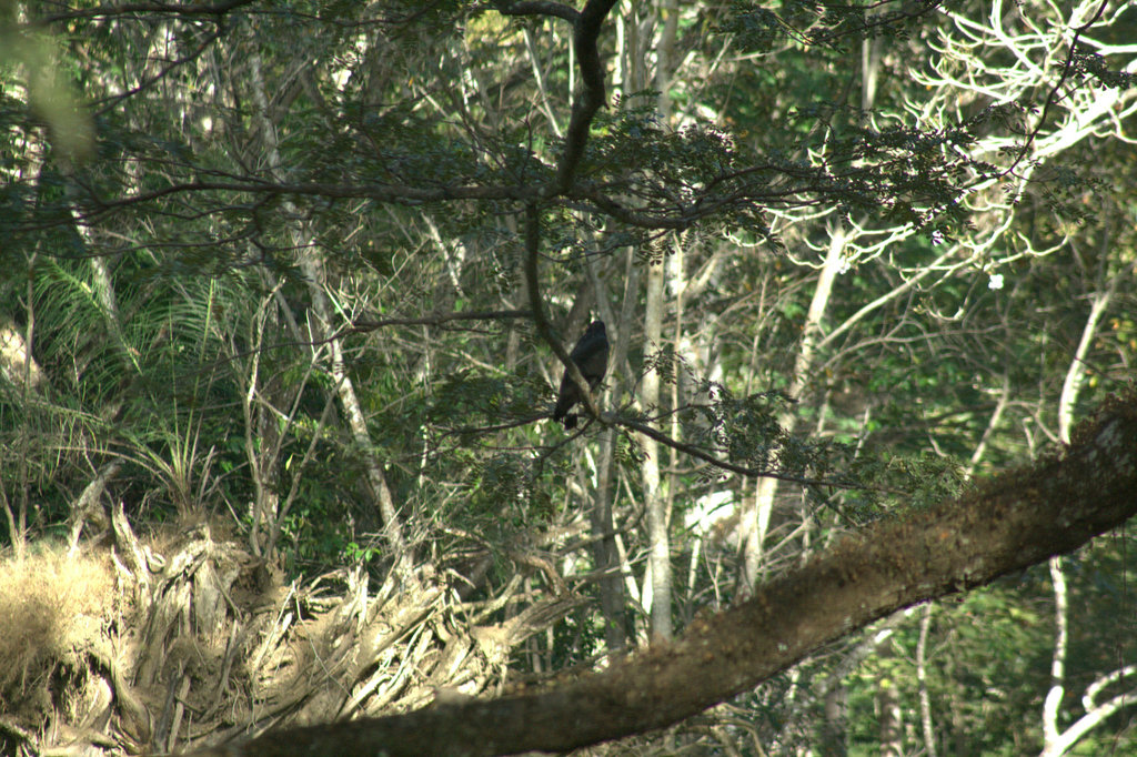 Common Black Hawk from Puntarenas Province, Tarcoles, Costa Rica on ...