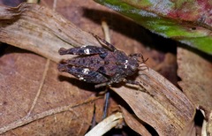 Paratettix mexicanus