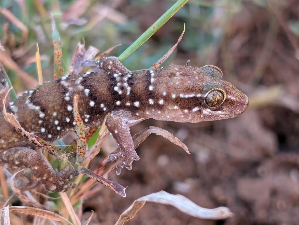 Dakota's Leaf-toed Gecko
