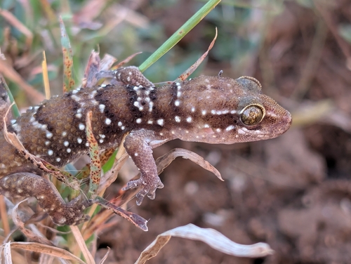 Dakota's Leaf-toed Gecko