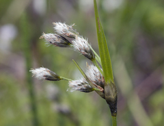 Eriophorum latifolium