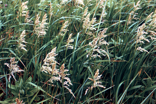 Large-flower Bluegrass (Poa eminens)