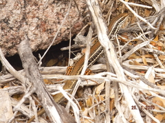 Ctenotus labillardieri