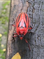 Sphenoclypeana parana