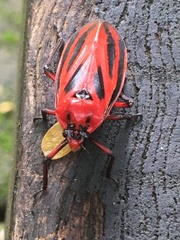 Sphenoclypeana parana