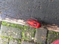 Sphenoclypeana parana