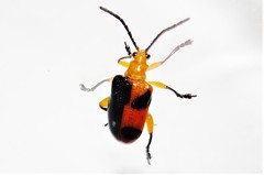 Stethopachys formosa