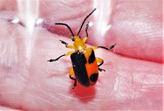 Stethopachys formosa