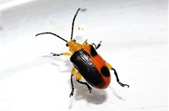 Stethopachys formosa