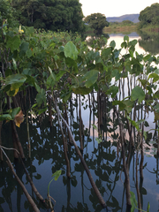 Montrichardia linifera