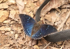 Charaxes tiridates