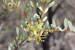 Acacia buxifolia