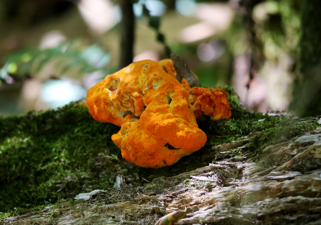 Piptoporus australiensis · December 2025 · photo: © tjeales (iNaturalist, cc-by-nc)