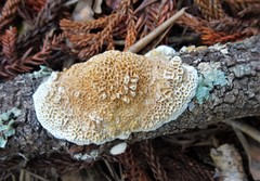 Fungi