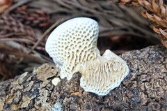 Fungi