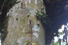 Sphenomorphus puncticentralis