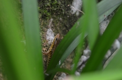 Sphenomorphus puncticentralis