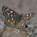 Mariposa Jaspeada Mexicana de Baja California - Photo (c) Liz Osborn, algunos derechos reservados (CC BY-NC), subido por Liz Osborn