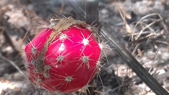 Peniocereus striatus
