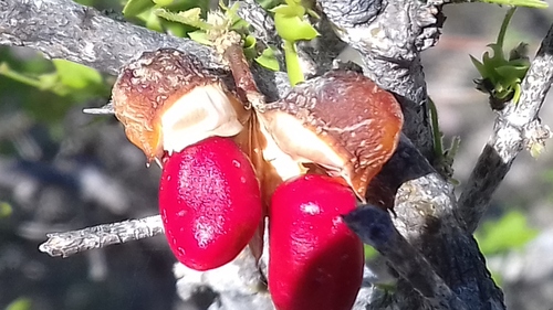 guayacan