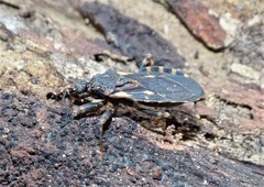 Reduviidae