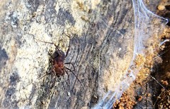 Opiliones