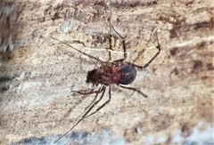 Opiliones