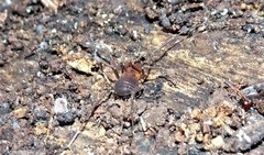 Opiliones