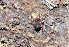 Opiliones