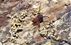Opiliones