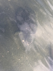 Malayemys khoratensis