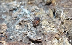 Opiliones