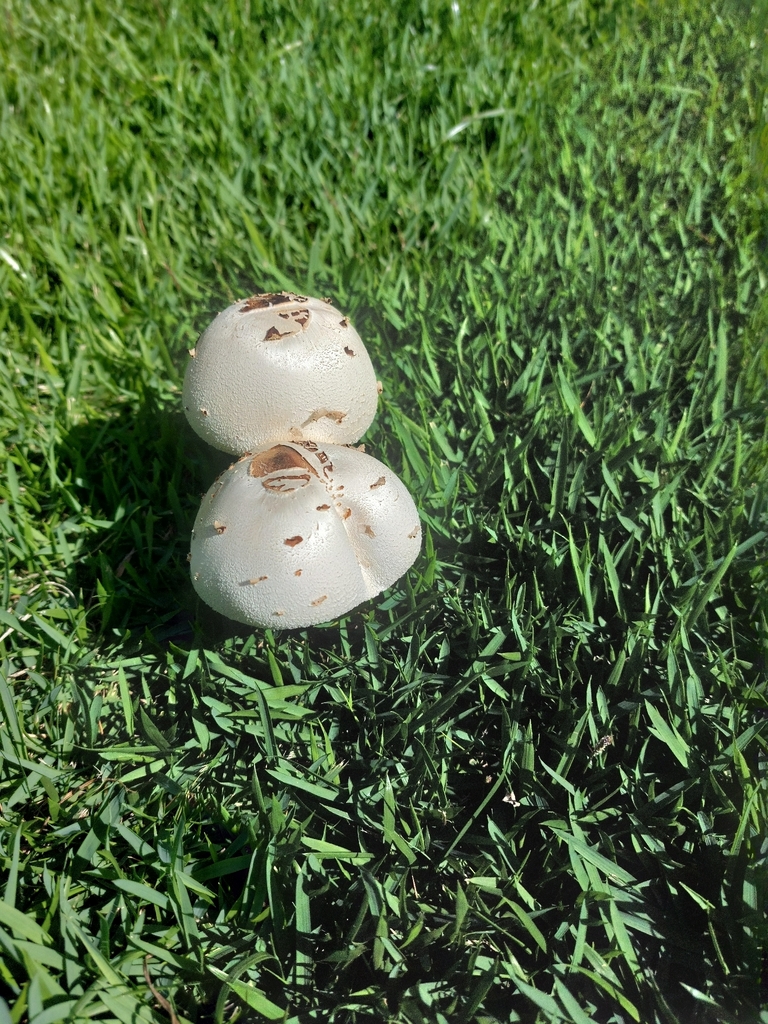 Chlorophyllum molybdites · December 2025 · photo: © danielsd (iNaturalist, cc-by-nc)