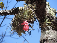 Tillandsia macdougallii