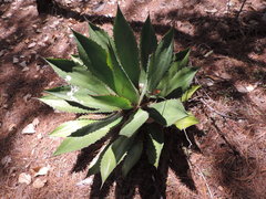 Agave bovicornuta