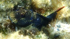 Hutchin's Blenny photo 2
