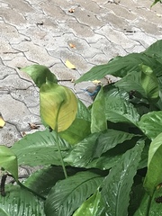 Uraeginthus angolensis