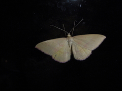 Rhodostrophia calabra